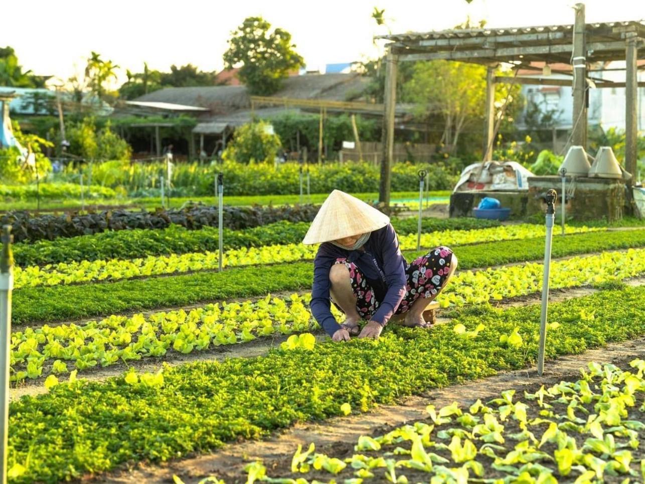 Hoi An Cabbage Garden Daire Dış mekan fotoğraf